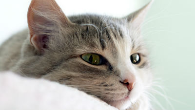 pet-cancer-facts