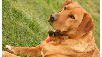 cancer-in-pets
