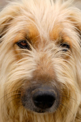 dog-cancer-treatment