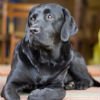 5 Things to Know about Cat and Dog Arthritis