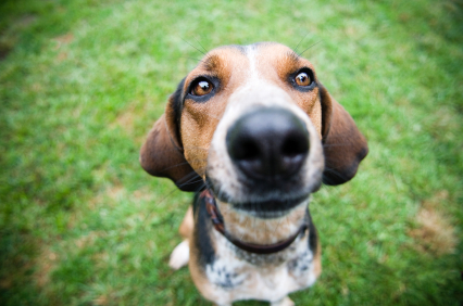 Dog close to camera