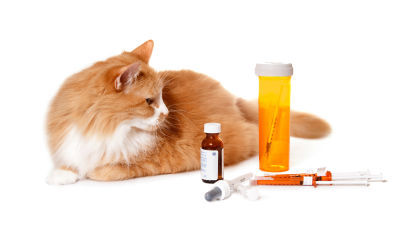 antibiotics-for-cats