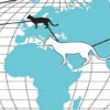 Where Cat Breeds Come From Infographic
