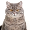 Maintaining a Healthy Cat Weight