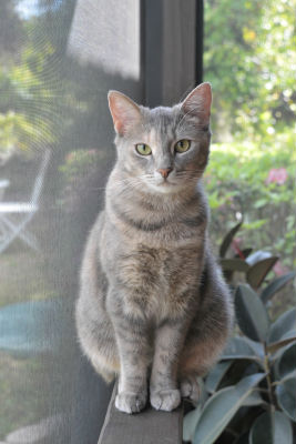 cat-misconceptions
