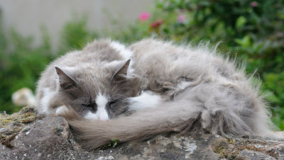 cat-not-grooming