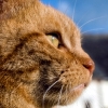 Warning Signs Your Cat May Be Sick