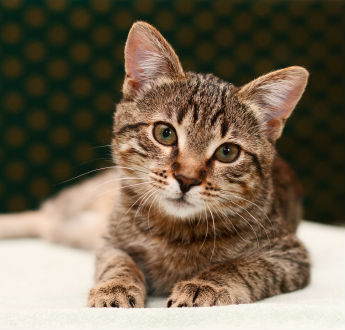 cat-sleep-disorders