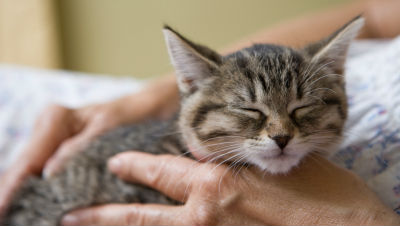 cat-sleep