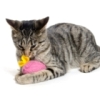 Toys Your Cat Will Love