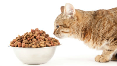cat-treats