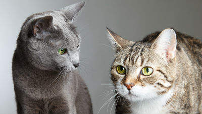 cats-get-along