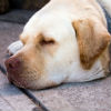 Causes of Hypothyroidism in Dogs 