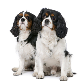 Cavalier King Charles spaniel