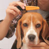 How to Check for Fleas 