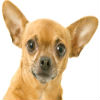 What Is the Best Puppy Food for a Chihuahua