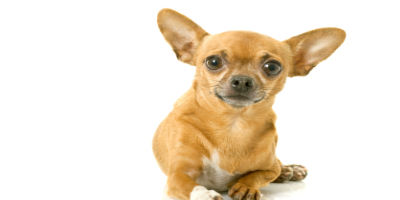 //cdn.petcarerx.com/common/images/articleThumb/Chihuahua-WhatToFeedArticle-Food.jpg
