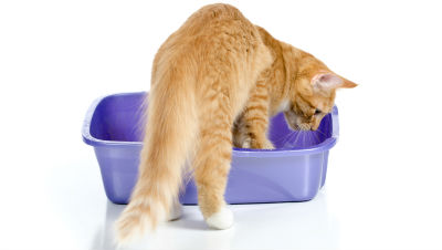 choose-litter-box