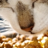 The Best Pet Food for Your Dog or Cat