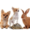 Keeping Your Kids and Pets Happy