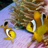 Causes of Cloudy Cater in Fish Tanks