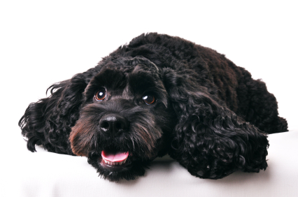 Cockapoo