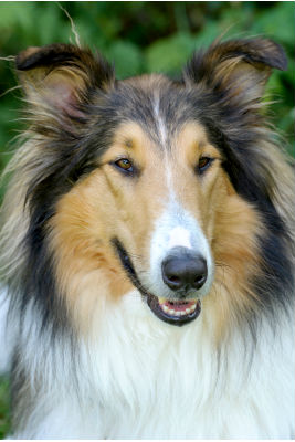 ivermectin-intolerance-collies
