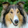 Ivermectin Intolerance in Collies and Other Dogs