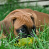 Combining Flea Treatments: What You Need to Know