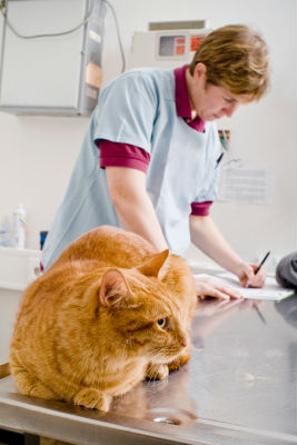 common-cat-medications