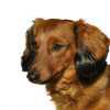 How to Determine a Dachshund