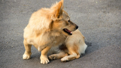Dandruff-in-Pets