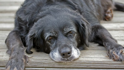 Dog-Dandruff