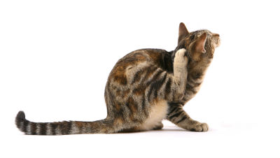Symptoms-Cat-Dandruff