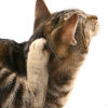 What are the Symptoms of Dog and Cat Dandruff?