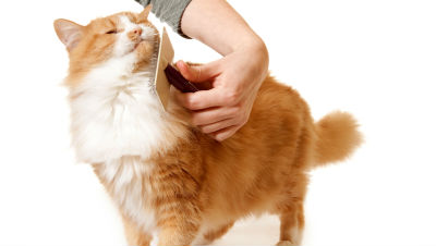 Treat-Cat-Dandruff