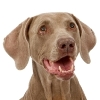 Dental Disease Affects Dogs and Cats