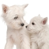 Itchy Skin: Dermatitis in Pets