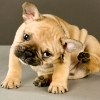 How to Detect Fleas and Ticks