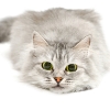 Diabetes in Cats
