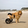 A Normal Life for Dogs with Disabilities