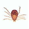 Which Are More Revolting: Fleas or Ticks?