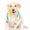 Oral Flea Control: Flea Treatment Pills