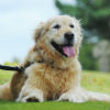 Causes of Dog and Cat Arthritis