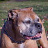 Dog and Cat Arthritis Treatment 