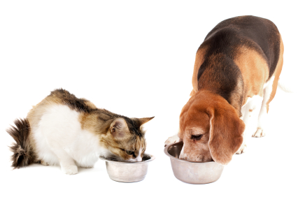 //cdn.petcarerx.com/common/images/articleThumb/Dog-Cat_DietAnxietyArticle.jpg //cdn.petcarerx.com/common/images/articleThumb/Dog-Cat_DietAnxietyArticle.jpg