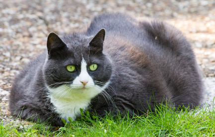 //cdn.petcarerx.com/common/images/articleThumb/Dog-Cat_WeightLossArticle.jpg //cdn.petcarerx.com/common/images/articleThumb/Dog-Cat_WeightLossArticle.jpg