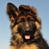 Choosing a Safe Pet Door Based on Your Home