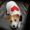How to Measure your Dog for Clothes and Leashes
