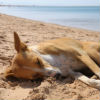 Dog Hot Spots: What is Flea Allergy Dermatitis? 